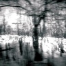 White Birch by Whisper Room